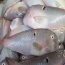Cá mó tươi (cá lưỡi mèo) loại 1